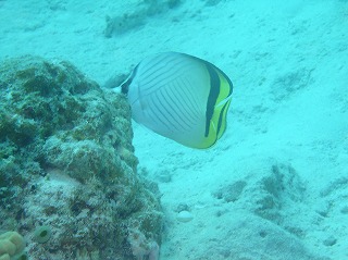 熱帯魚