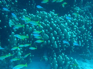 魚群