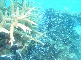 魚群