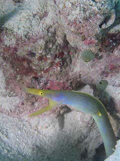 ハナヒゲウツボ