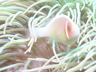 アヤパニ