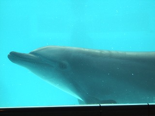 鳤륫